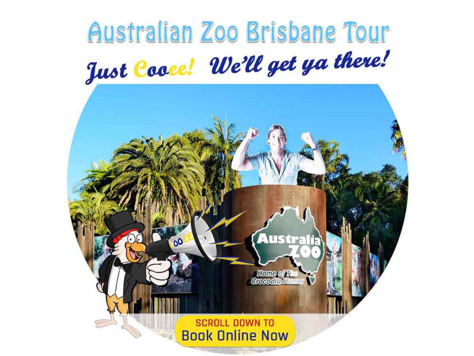 Australian Zoo Brisbane Day Tour Steve Erwin