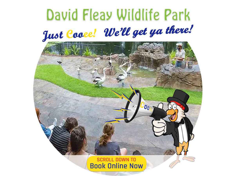 david fleay wildlife park tour, Eumundi Markets, 